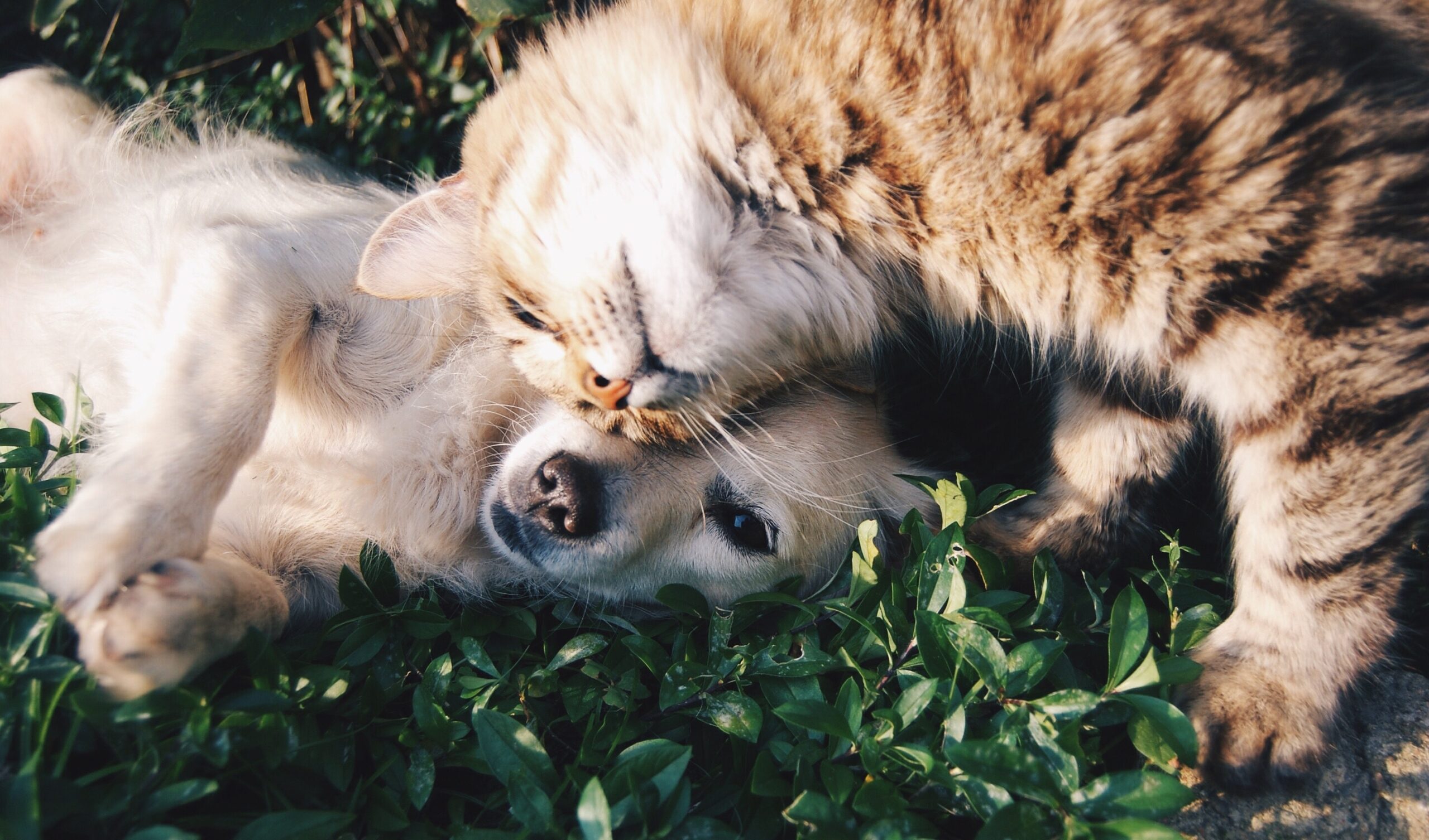 Nouveau contrôleur animalier pour la vente de licences pour chats et chiens